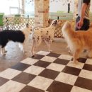 모모몽 애견까페 이미지