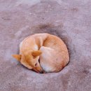 24시 산들산들 동물병원 이미지