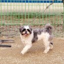 개구쟁이 애견 이미지