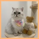 고양이 한복 강아지 추석한복 케이프, 멍보스 애설화 애견 목도리