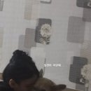 낮은굴뚝 애견펜션 이미지