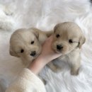 드림독 | 성성동강아지분양에서 강아지 입양받은 후기-드림독 천안불당점