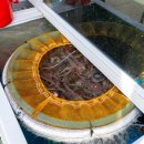 목포낙지 이미지