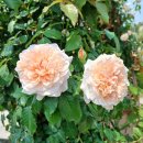 현대자동차 연지점 이미지