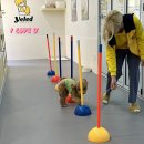 광명유치원 | 광명 강아지 유치원 옐레드 광명점 후기