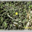 스타무도장 이미지