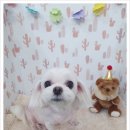 아지양이 펫샵 이미지