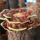 약초동물병원 이미지