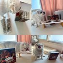 (주)하림 사료공장 | 100% 휴먼그레이드 하림펫푸드 강아지 기호성 좋은 더리얼 오븐베이크 양고기 추천