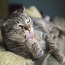 리치펫동물병원 이미지