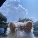 장안한옥민박 | 통영 반려견 동반 여행 :: 동피랑마을-해저터널-장안해물탕 회식당-광양 정원한옥민박