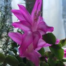 로즈마리 쿨팁... 이미지