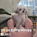 도그 애견미용실 | [인천 송도 애견미용실 송도그] 통유리창으로 된 송도애견미용실 내돈내산 솔직후기