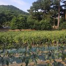 대구 능소화 명소 남평문씨본리세거지 솔직 후기, 개화 시기와 진짜 포토스팟 위치 꿀팁!