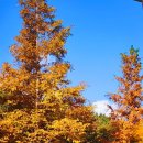 용소웰빙공원 이미지