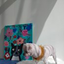 마미몽 펫샵 이미지