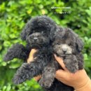 토이켄넬 이미지