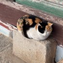 대구도시철도공사 임당역 | 아이랑 급행1번타고 대구동화사 다녀온 후기 팔공산씨티투어 템플스테이 주차요금 정리