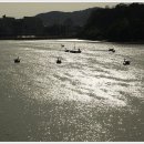 남강오리 이미지