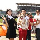 데이도그 이미지