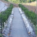 아유란농원 이미지