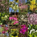 매화로(송림로)(대로3-16) | 서울 무료 야외 놀거리 아이랑 갈만한곳 홍릉숲 수목원 봄꽃 근황 20260412