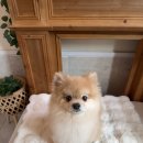 고인걸애견미용샾 | 산곡동 해피테일 스트레스 없는 애견미용 스파 후기