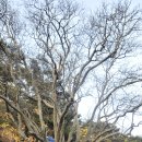 창원 인곡리 모과나무 이미지