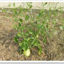 외연도5 이미지