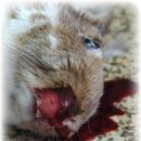 이끌림동물병원 이미지