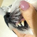 제일베스트덴탈 | 유어벳 멜팅X 덴탈겔-14 유산균치약 강아지치약 고양이치약 강아지바르는치약 고양이바르는치약