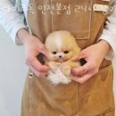 라이프독 인천본점 24시 강아지분양 고양이분양 이미지