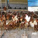 계용 축산 이미지