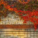 10월26일.일요일. 서울역사 박물관 담쟁이 찍으러 갑니다. 이미지