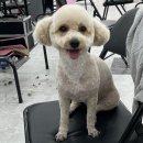 달리애견 이미지