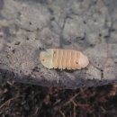 아성2농장 이미지