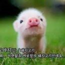 바라