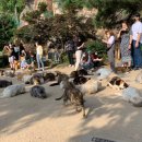 고양이정원 이미지