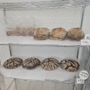산본 디퍼아울렛 베이커리 &lt;느린발효제빵소&gt; 식빵,소금빵,깜빠뉴 후기