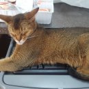 송도건국동물병원 이미지