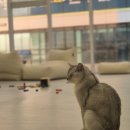 캣플 동탄점 이미지