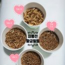 지평선 황금밀웜