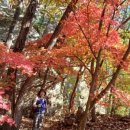 청산 단풍나무길 이미지