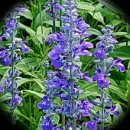 블루세이지 이미지