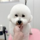 GROOMING 0104 이미지