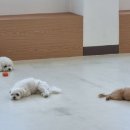아르멍미르멍 네이버블로그