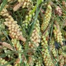 송화농장 이미지