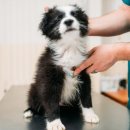 하이동물병원 이미지