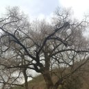 느릅나무가든 이미지