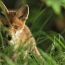 강아지 친구 이미지